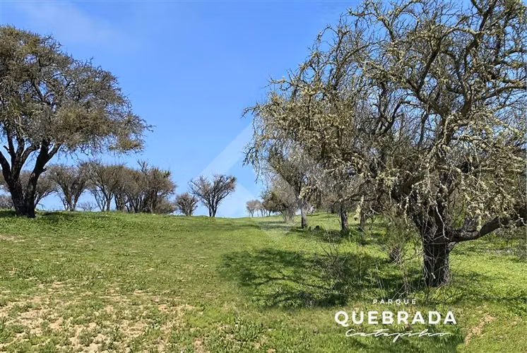 Sitio en Venta en Zapallar