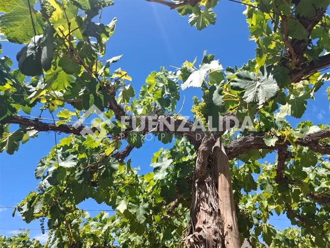 Agrícola Vitícola pisquera en venta en La Viñita, Vicuña