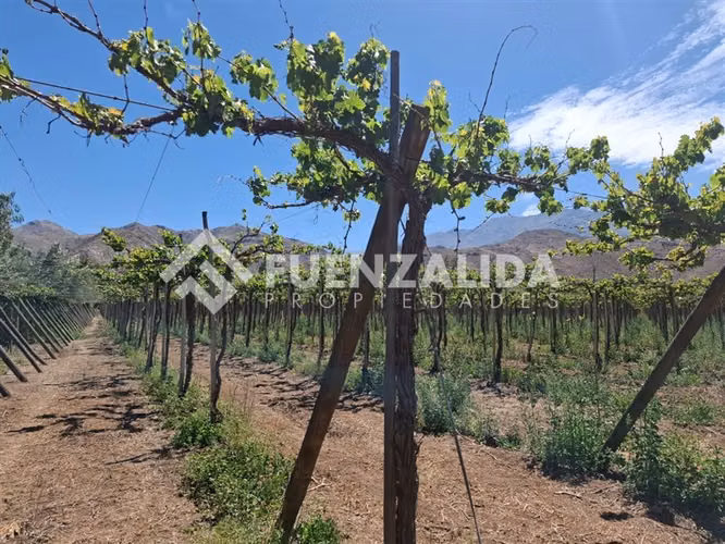 Agrícola Vitícola pisquera en venta en La Viñita, Vicuña