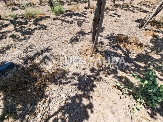 Agrícola Vitícola pisquera en venta en La Viñita, Vicuña