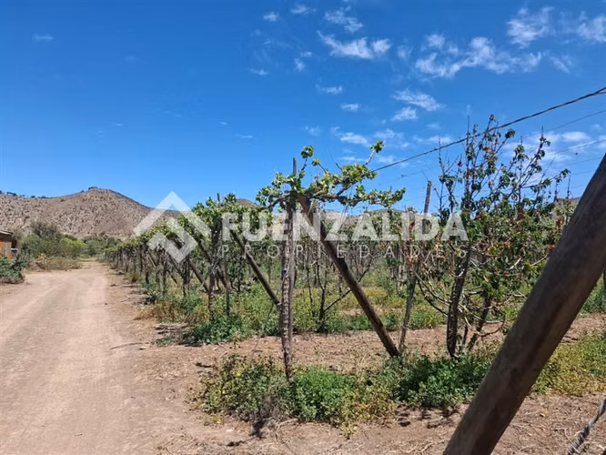 Agrícola Vitícola pisquera en venta en La Viñita, Vicuña