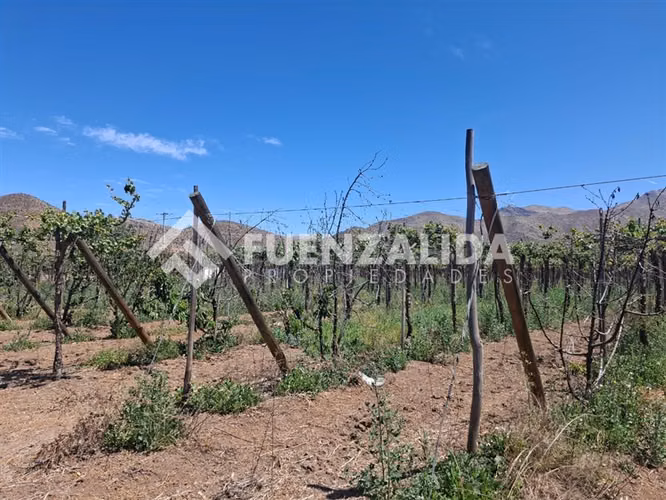 Agrícola Vitícola pisquera en venta en La Viñita, Vicuña