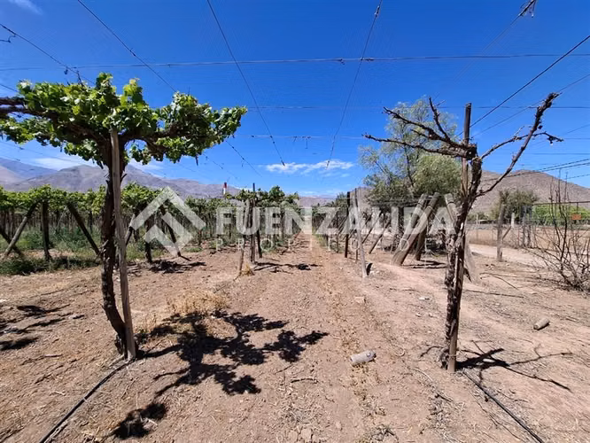 Agrícola Vitícola pisquera en venta en La Viñita, Vicuña