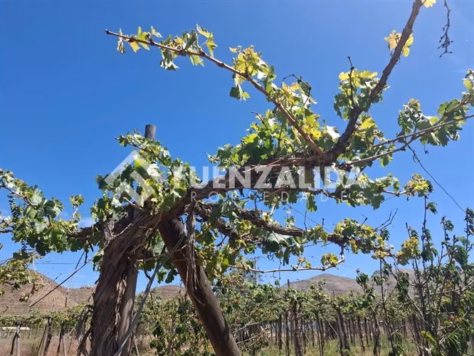 Agrícola Vitícola pisquera en venta en La Viñita, Vicuña