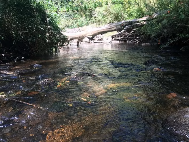 Parcela en venta en Curacautín, camino a Malalcahllo