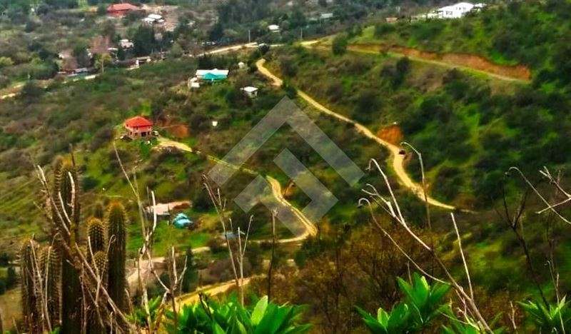 Parcela en venta 29 hectáreas La Aurora, Curacaví - Imagen 7