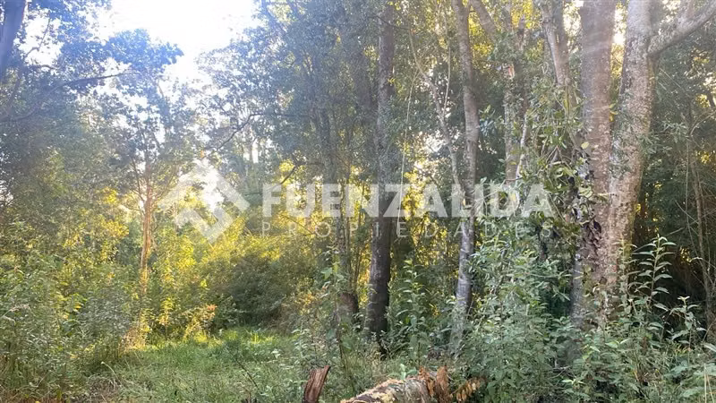 Excelente Parcela Bosque Nativo y Vertiente Puerto Varas