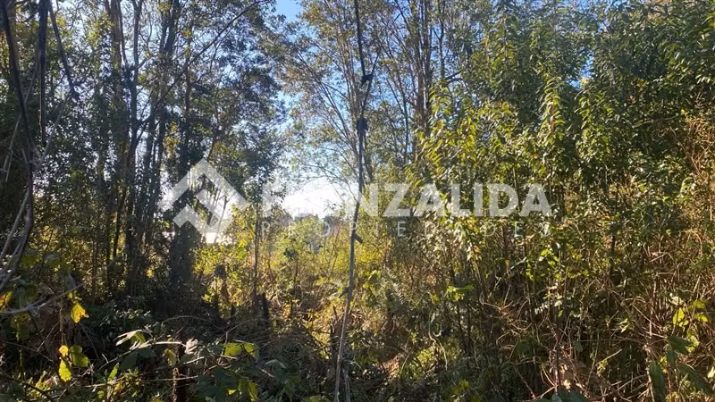 Excelente Parcela Bosque Nativo y Vertiente Puerto Varas