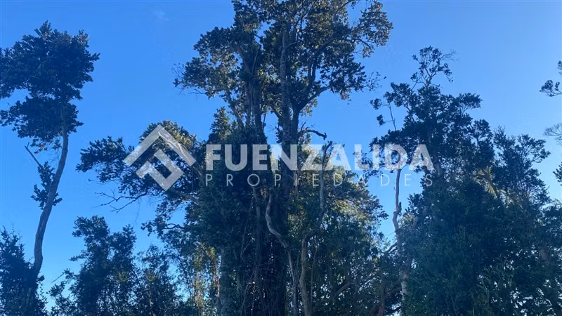 Excelente Parcela Bosque Nativo y Vertiente Puerto Varas