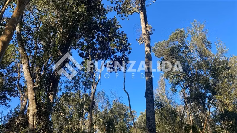 Excelente Parcela Bosque Nativo y Vertiente Puerto Varas