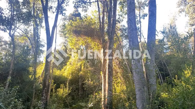 Excelente Parcela Bosque Nativo y Vertiente Puerto Varas