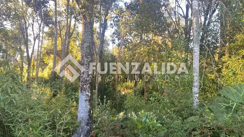Excelente Parcela Bosque Nativo y Vertiente Puerto Varas
