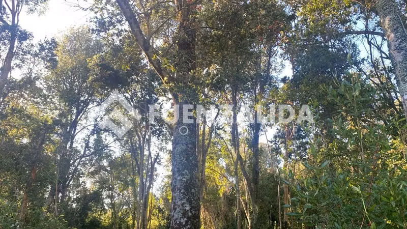 Excelente Parcela Bosque Nativo y Vertiente Puerto Varas