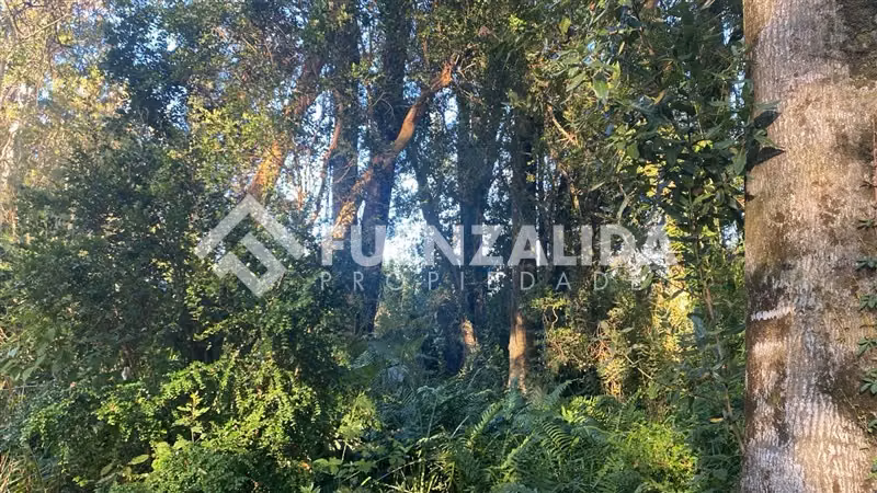 Excelente Parcela Bosque Nativo y Vertiente Puerto Varas