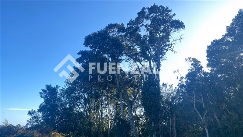 Excelente Parcela Bosque Nativo y Vertiente Puerto Varas