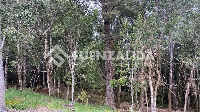 Venta excelente Oferta terrenos Los Muermos