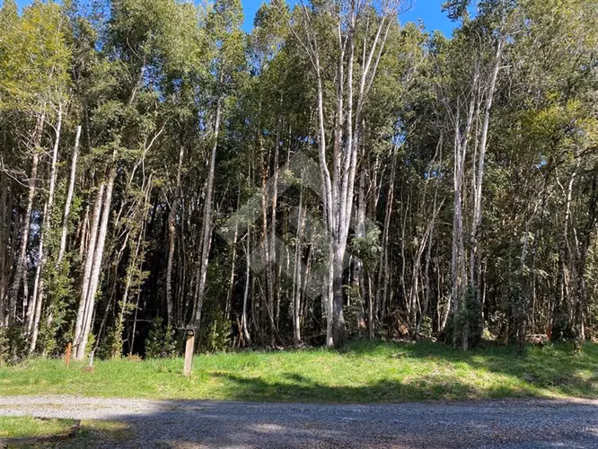 Venta de Parcela Camino Ensenada Puerto Varas