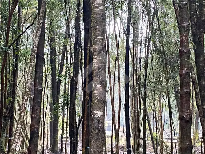 Parcela en venta Fundo Las Cumbre Puerto Varas