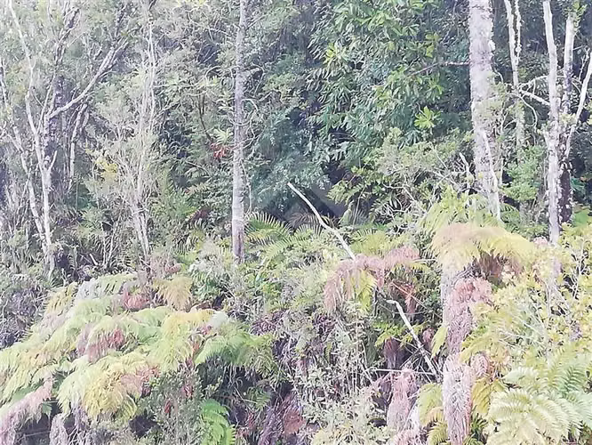 Vendemos Parcelas con rol propio sector de Colaco, Calbuco