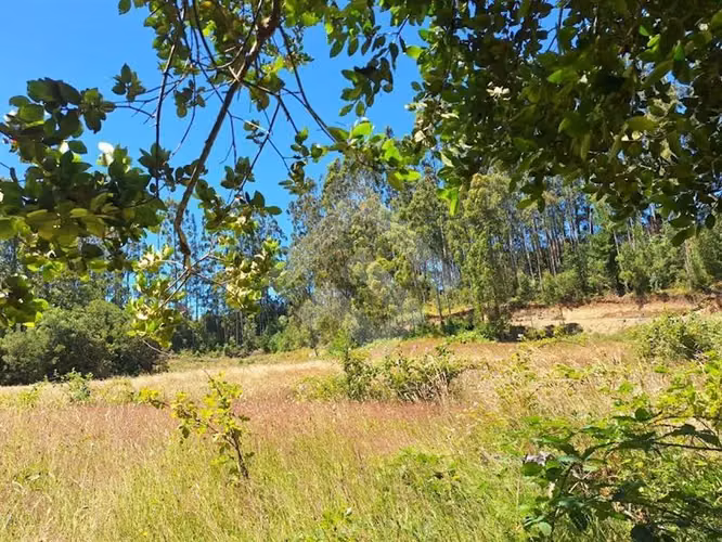 Parcela en venta en sector Nueva Braunau Puerto Varas