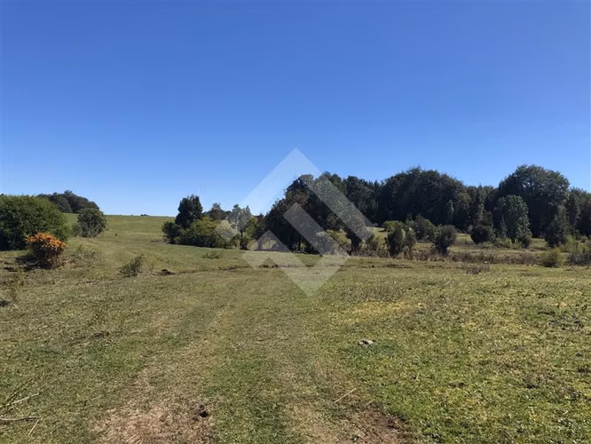 Campo de 46,4 hectáreas en sector Rio Negro, Quemchi