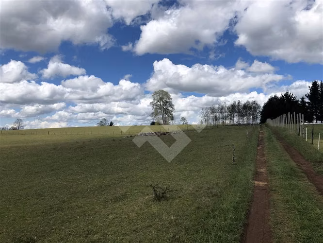 Campo de 4 hectáreas en Purranque