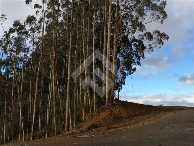 Hermosa parcela en venta en Nueva Braunau Puerto Varas