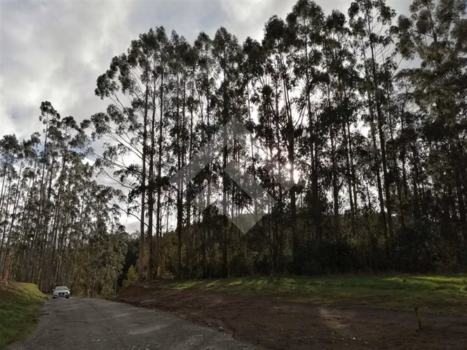 Hermosa parcela en venta en Nueva Braunau Puerto Varas