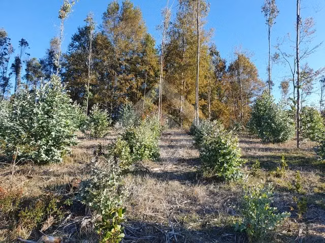 SE VENDE CAMPO DE 24,5 HECTAREAS EN VILLARRICA