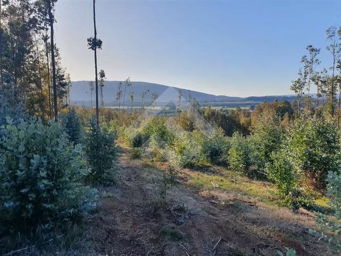 SE VENDE CAMPO DE 24,5 HECTAREAS EN VILLARRICA