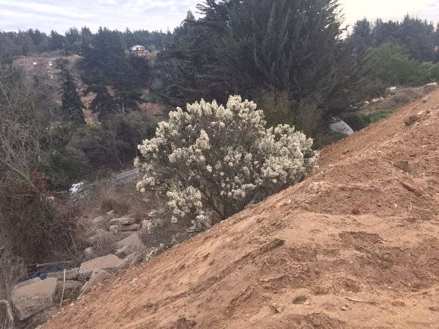 Terreno Construccion  en Arriendo en Viña del Mar