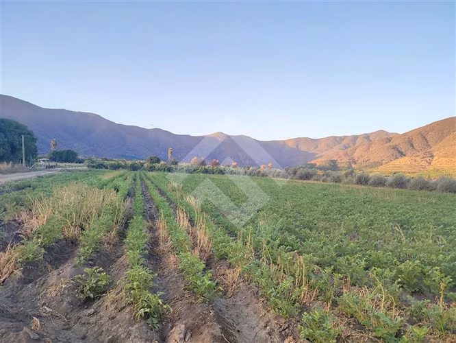 Parcela 16.000 mts2 c/ casa y producción en El Monte