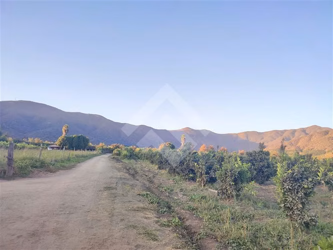 Parcela 16.000 mts2 c/ casa y producción en El Monte