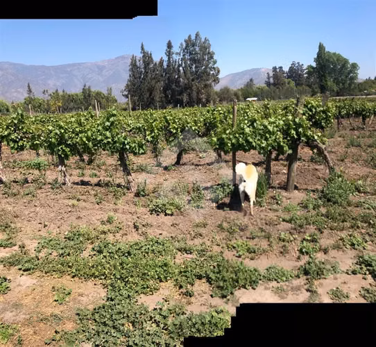 Parcela en Venta en Isla de Maipo