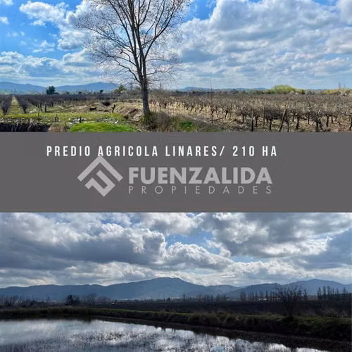 Agrícola y proyectos en venta en San Javier
