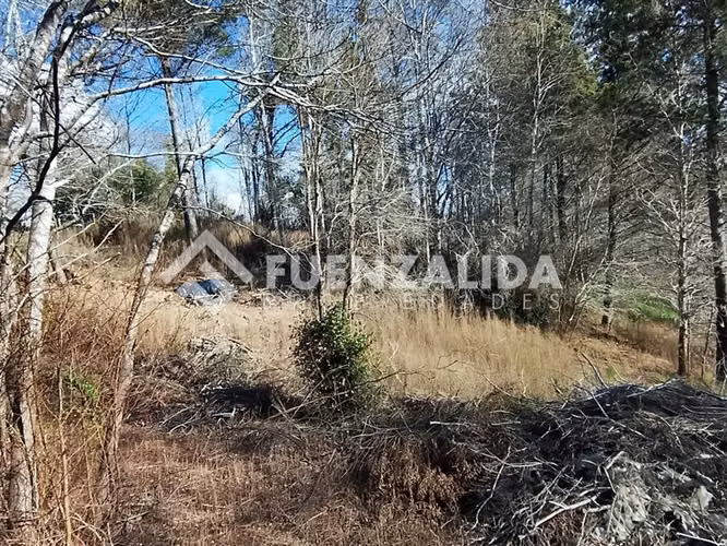 Venta Parcela 5000 m2 camino a Rafael, comuna de Tomé