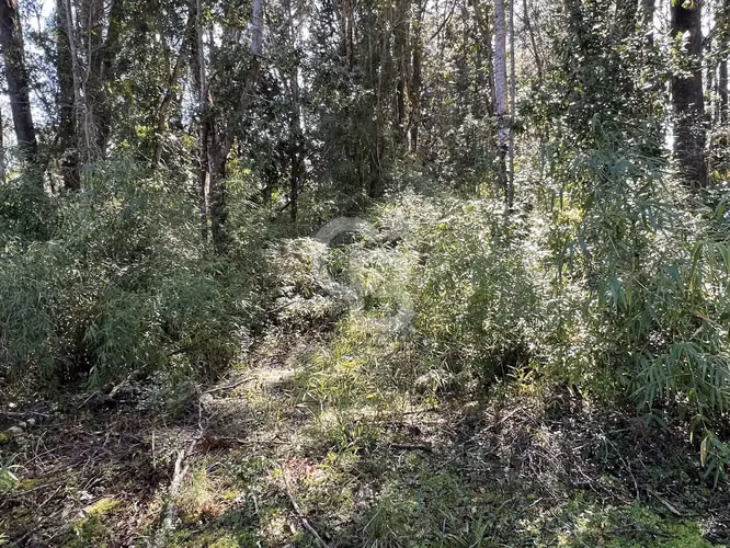 Lote orilla de lago Llanquihue y con bosque nativo. CBG