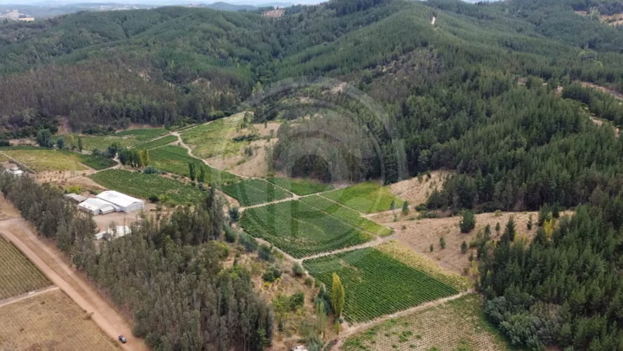 Viña con entrega de llaves, Valle Itata (155130)