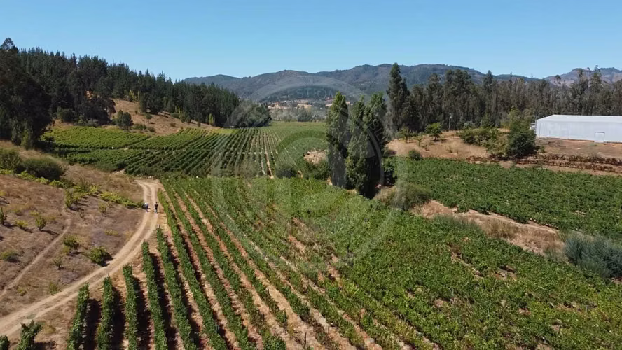 Viña con entrega de llaves, Valle Itata (155130)