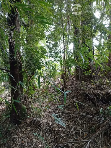 Parcela en venta en Isla grande de Chiloé, ancud