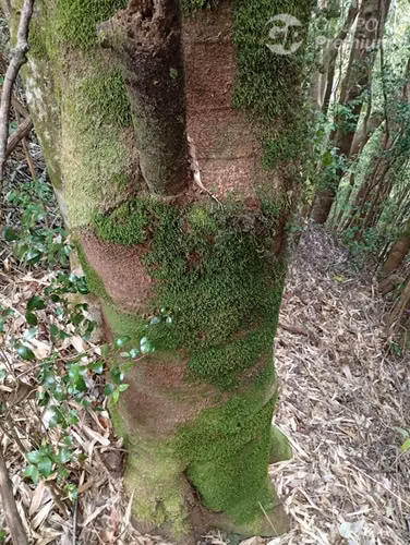 Parcela en venta en Isla grande de Chiloé, ancud