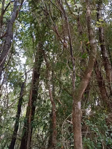 Parcela en venta en Isla grande de Chiloé, ancud
