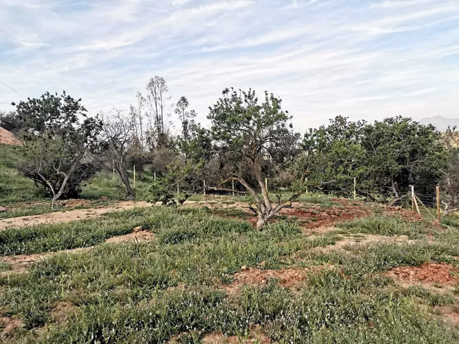 Venta de parcela en Villa Alemana, 5.000 m2. 47 M$