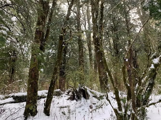 Parcela en venta en Puyehue