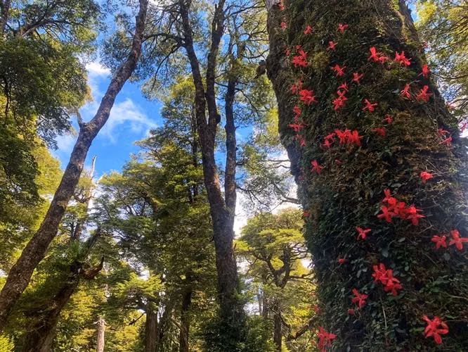 Parcela en venta en Puyehue