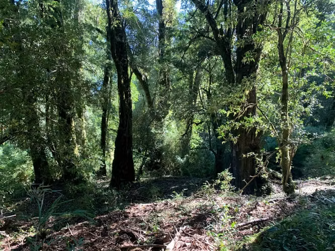 Parcela en venta en Puyehue