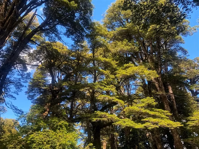 Parcela en venta en Puyehue