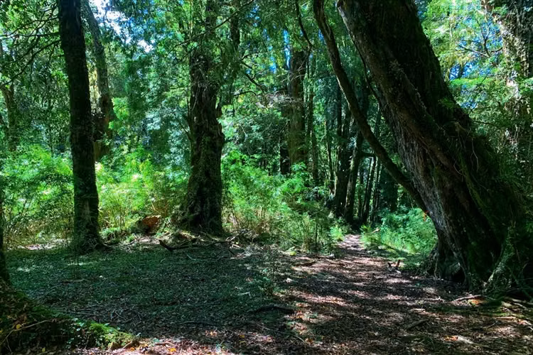 Parcela en venta en Puyehue