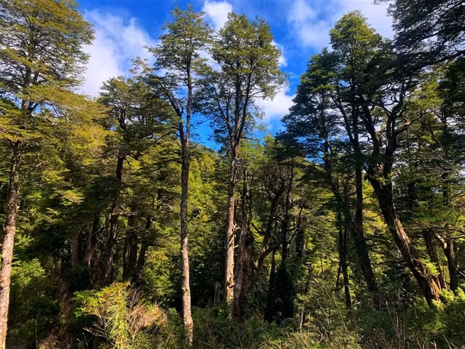 Parcela en venta en Puyehue