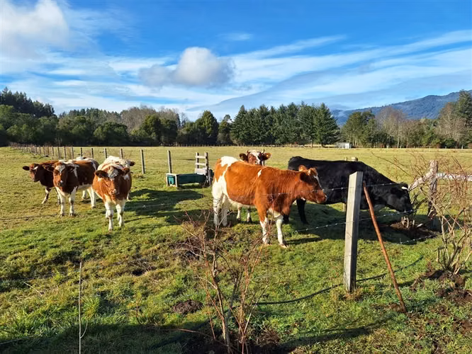 Agrícola en venta en Panguipulli
